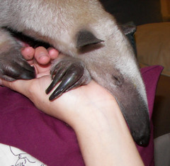 Anteater snuggles