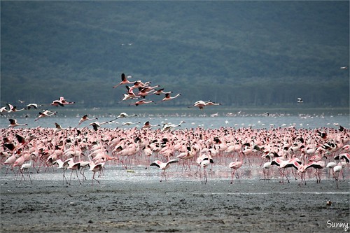 你拍攝的 12 Lake Nakuru - Flamingo。