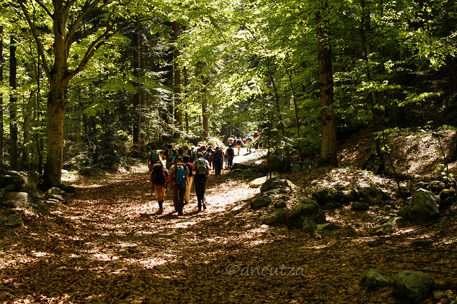camminare nei boschi piemonte italia