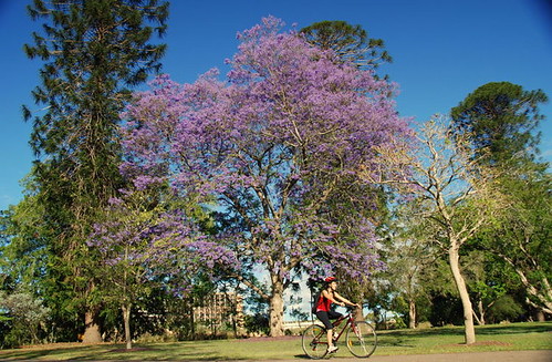 jacarandá, uma árvore bastante comum em Brisbane