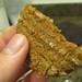 Molasses Cookie closeup