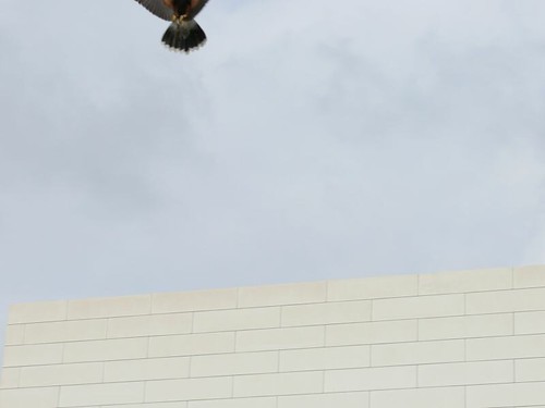 El águila vuela el muro