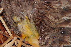Dead sea eagle