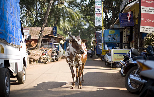Holy cow traffic, Chapora, Goa