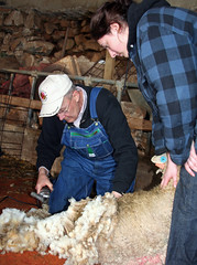 Teaching sheep shearing
