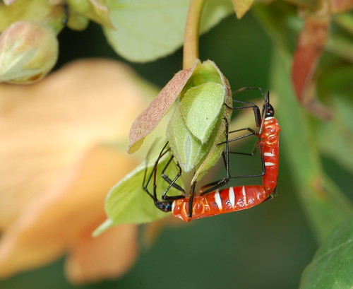 mating insects