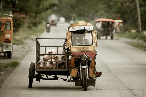  livestock transport by tricycle, pigs, piglets in Tabuk, Kalinga, Cordillera Philippines Buhay Pinoy  Filipino Pilipino  people pictures photos life Philippinen      