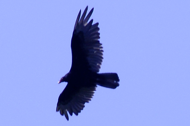 flying turkey vulture b