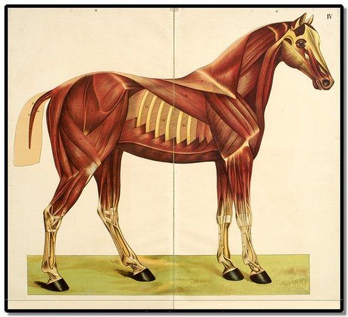 Het paard (The Horse) by EA Quadekker 1910 a