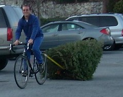 Hauling Christmas tree with bicycle