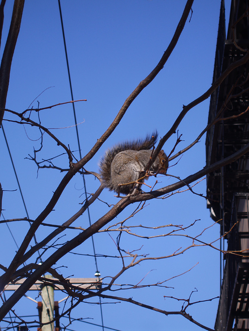 squirrel on a limb