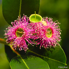 Pink Flowering Gum Tree (Eucalyptus ficifolia)