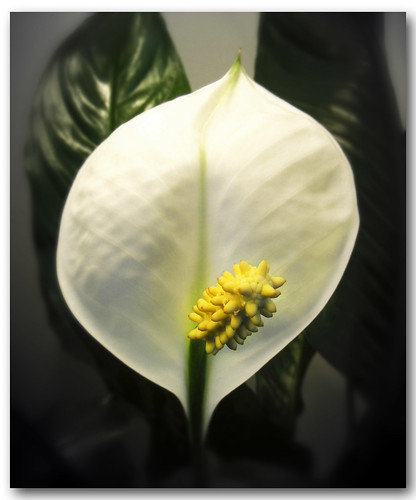 Spathiphyllum by PiccolaTerry 