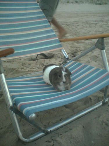 Piggie on the beach