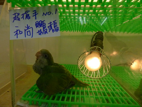 萬華鳥街－和尚鸚鵡寶寶