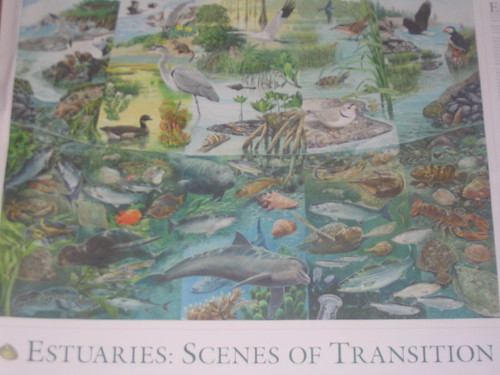 Scenes of Transition Poster