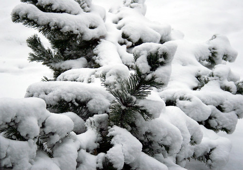 snow covered Mugo pine