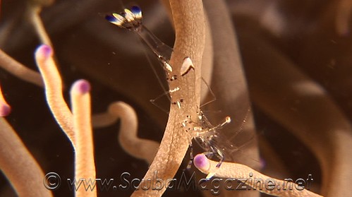 Clear shrimp on anemone HD video screengrab