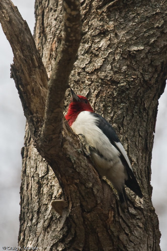 Red-headed Woodpecker (1 of 2)