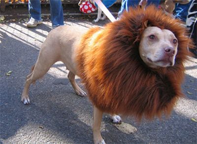 lion dog