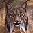 éléments de Lynx pardinus