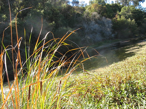 Cattails at Sausal Pond