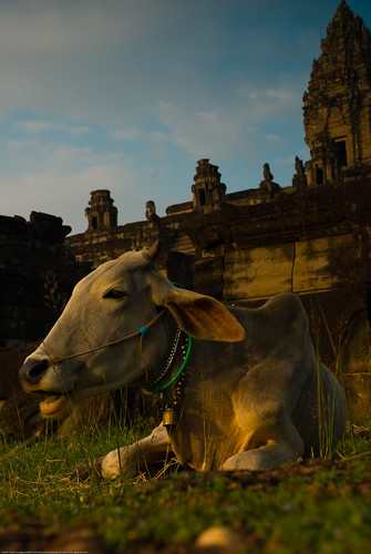 A cow at Bakong, Angkor Wat