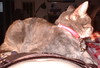 Xena sleeping on my fat tummy