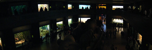Panorama - Hall of African Mammals