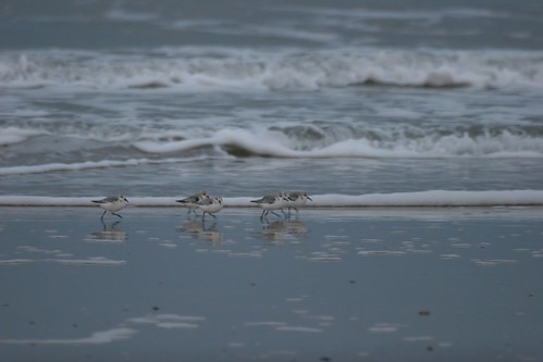 Des Bécasseaux sanderling sur la plage de Saint Cosme de Fresnay