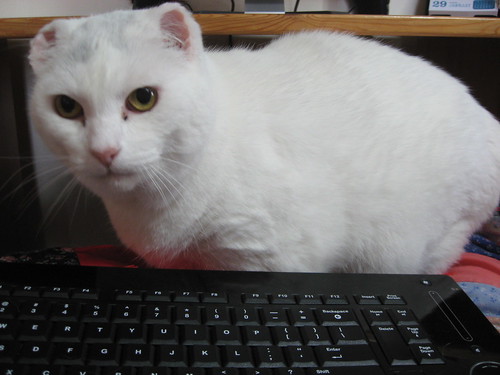 a white cat with no ears, looming over a keyboard