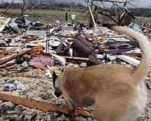 Kinship Circle - 2008-02-08 - Help Animals Displaced In Tennessee Tornadoes 04 by smiteme