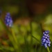 Muscari botryoides | Blauwe druifjes - Grape hyacinth