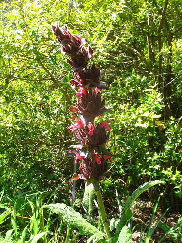 Salvia spathacea (Blake Garden)