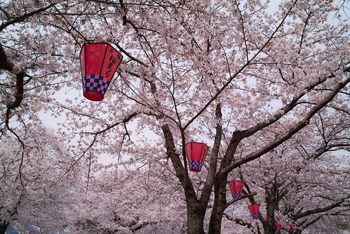 The festival lanterns in Sakura cherry trees