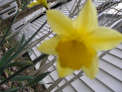 First daffodil