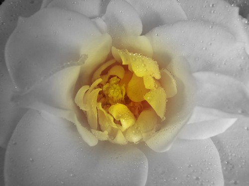 yellow flower closeup - focal b&w