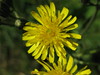 Cichorioid daisy # 1 - stem leaf