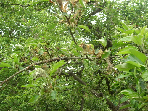 Raupengespinste Apfelbaum