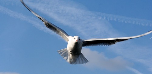 Seagull over Thames