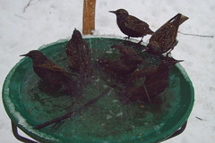 Starlings by Birdfreak.com
