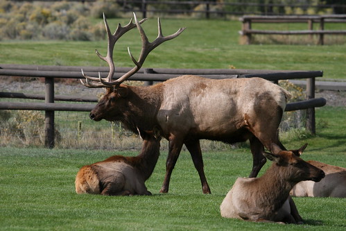 Dominant Male Elk