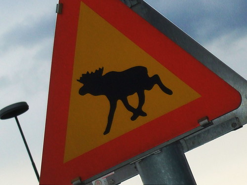 reindeer crossing