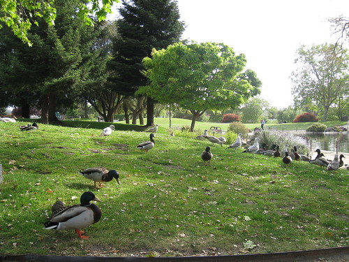 San Lorenzo Park Ducks