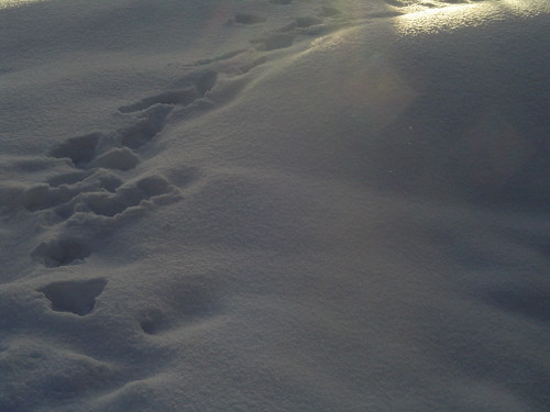 dark snow path