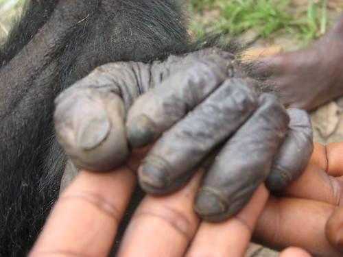hand of bonobo killed_dec07