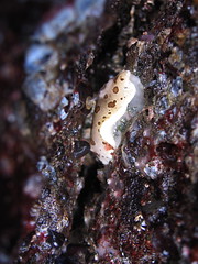 My first sea slug: Ringed nudibranch