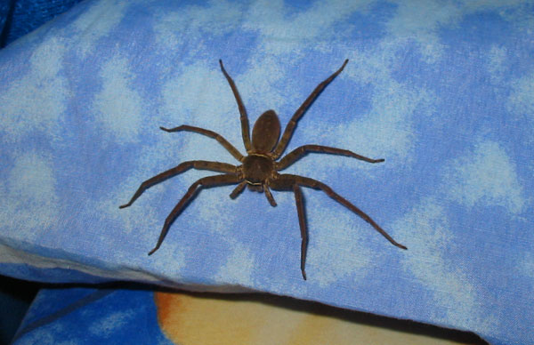 Адский паук на моей подушке!