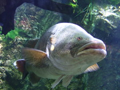 澳洲最兇猛的淡水魚，可是我看牠老是一臉呆樣……