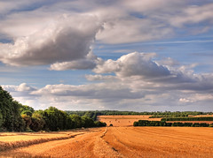 The Fields Near Winchester